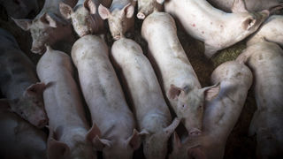 Malgré des abattages français en baisse, le consommation de viande porcine est croissante, observe le ministère de l'Agriculture. Malgré des abattages français en baisse, le consommation de viande porcine est croissante, observe le ministère de l'Agriculture.