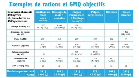 Exemples de rations d'engraissement des jeunes bovins
