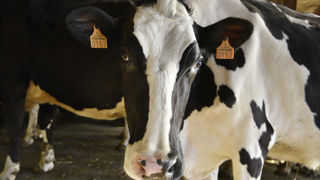 En février 2025, les abattages de bovins de boucherie ont accusé une nouvelle chute, et en particulier ceux de vaches laitières. En février 2025, les abattages de bovins de boucherie ont accusé une nouvelle chute, et en particulier ceux de vaches laitières.