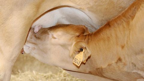 Pour la campagne de 2024, le montant de l’aide aux sous la mère et aux veaux bio est fixé à 62,45 € par animal abattu.