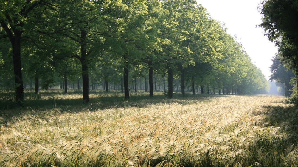 L’agroforesterie aurait un impact positif sur le taux de protéines des blés et donc des farines.