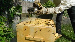 Depuis le 24 mars 2025, les apiculteurs peuvent répondre à une enquête nationale permettant d'évaluer la mortalité hivernale des colonies d'abeille sur la période allant de 2024 à 2025. Depuis le 24 mars 2025, les apiculteurs peuvent répondre à une enquête nationale permettant d'évaluer la mortalité hivernale des colonies d'abeille sur la période allant de 2024 à 2025.