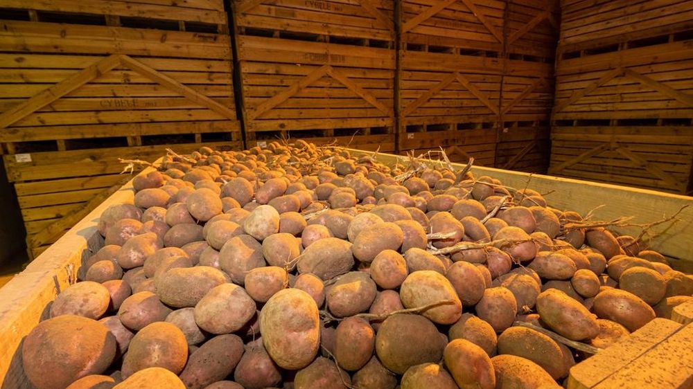 Pommes de terre