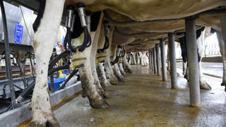 Deux stratégies permettent d’améliorer l'indicateur lait par jour de vie : augmenter la productivité journalière de la vache ou allonger sa durée de vie productive. Deux stratégies permettent d’améliorer l'indicateur lait par jour de vie : augmenter la productivité journalière de la vache ou allonger sa durée de vie productive.