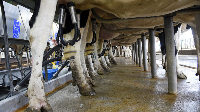 [] Allonger la carrière des vaches laitières