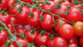 La coopérative Savéol réclame des « règles équitables » face à la « distorsion de concurrence » représentée par les tomates marocaines. La coopérative Savéol réclame des « règles équitables » face à la « distorsion de concurrence » représentée par les tomates marocaines.