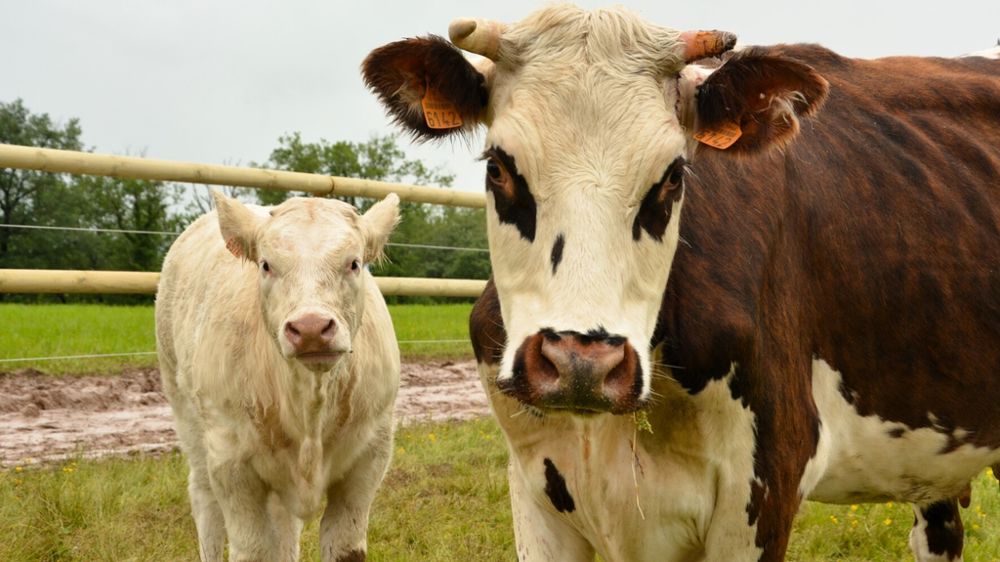 Bovin lait et viande
