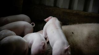 Le public est invité à consulter ce projet de Label Bas Carbone et à faire part de ses observations via le site du ministère jusqu'au 12 mai 2025. Le public est invité à consulter ce projet de Label Bas Carbone et à faire part de ses observations via le site du ministère jusqu'au 12 mai 2025.