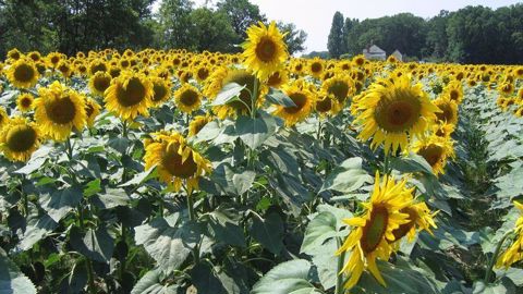Les équipes de Terres Inovia rappellent les éléments clés pour piloter la fertilisation du tournesol.