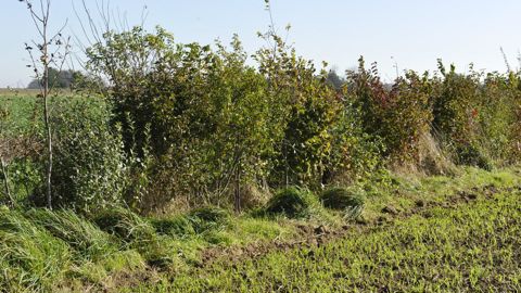 Un agriculteur qui obtient l'écorégime par la voie des éléments favorables à la biodiversité ne peut pas percevoir le bonus haies.