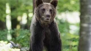 Les éleveurs ont peu déclaré les attaques en 2024 en raison de la fièvre catarrhale ovine (FCO) qui sévissait dans les troupeaux. Les éleveurs ont peu déclaré les attaques en 2024 en raison de la fièvre catarrhale ovine (FCO) qui sévissait dans les troupeaux.