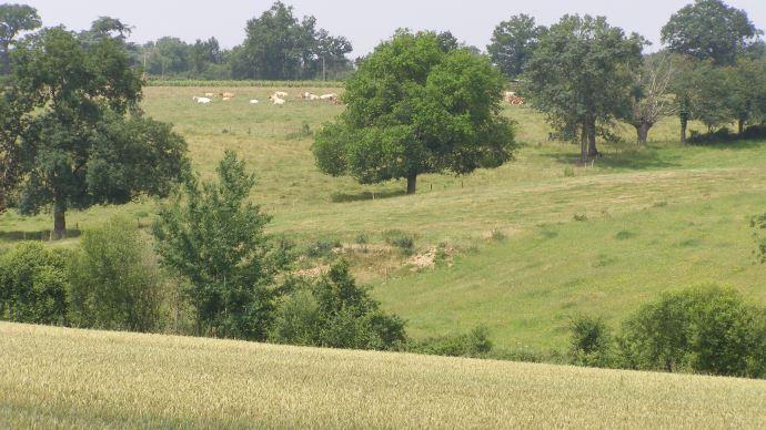 Paysage en pente