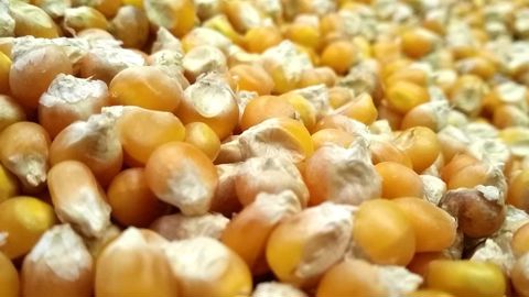 En revanche, l'USDA ne modifie pas les importations chinoises de maïs, qui avaient déjà considérablement baissé, passant de 23 Mt en 2023-24 à 8 Mt prévus pour cette campagne.