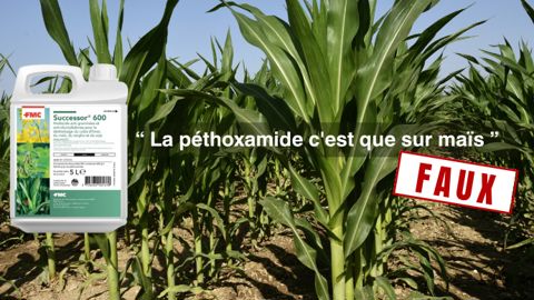 Péthoxamide : cassons les idées reçues  sur la matière active du Successor® 600 