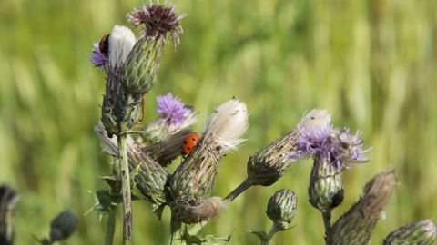 Chardons, rumex, renouées, ambroisies : quelles gestions en céréales ? Chardons, rumex, renouées, ambroisies : quelles gestions en céréales ?