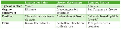 Clés de détermination entre liserons et renouée liseron Clés de détermination entre liserons et renouée liseron