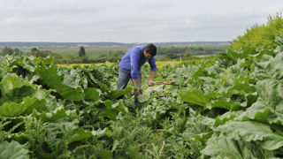 En 2023, 23 100 foyers bénéficient du RSA auprès de la Mutualité sociale agricole.