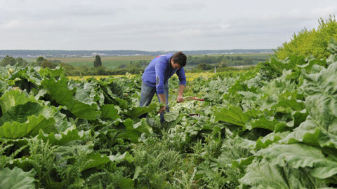 En 2023, 23 100 foyers bénéficient du RSA auprès de la Mutualité sociale agricole.