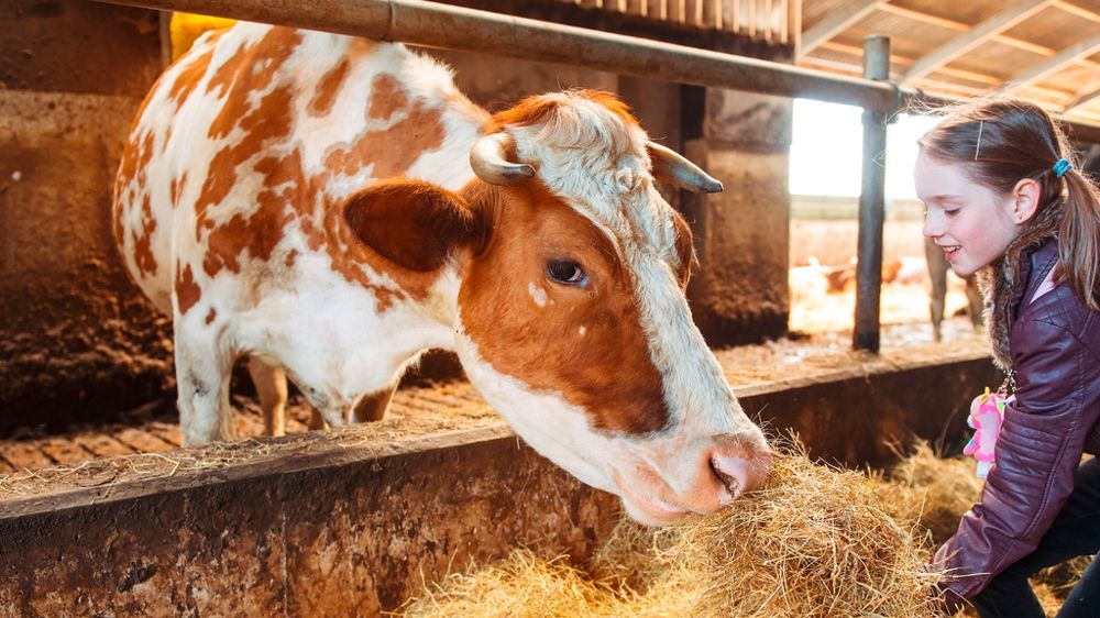 Enfant qui nourrit une vache