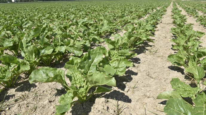 Repli attendu des surfaces de betteraves et de pommes de terre de conservation