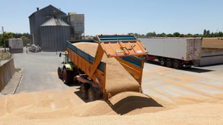 Une multitude de facteurs influence quotidiennement le marché des grains. Les opérateurs ont dans leurs mains des outils pour les éclairer sur ces fluctuations, notamment les marchés à terme et les analyses sur l'offre et la demande mondiales. Une multitude de facteurs influence quotidiennement le marché des grains. Les opérateurs ont dans leurs mains des outils pour les éclairer sur ces fluctuations, notamment les marchés à terme et les analyses sur l'offre et la demande mondiales.
