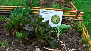 Un échantillon des variétés de légumes normands : laitue de Flers, chou bouture, haricot coco « de Pont-Audemer » et « petit carré de Caen ».