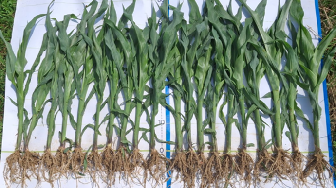 Top‐Phos SiliUp, le nouveau fertilisant de Timac Agro, permettrait « d'obtenir jusqu’à 12 % de rendement supplémentaire en maïs ensilage ».