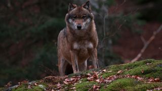 Le Conseil d’État a confirmé la légalité de l’arrêté interministériel fixant les conditions et les limites dans lesquelles les dérogations aux interdictions de destructions peuvent être accordées par les préfets concernant le loup. Le Conseil d’État a confirmé la légalité de l’arrêté interministériel fixant les conditions et les limites dans lesquelles les dérogations aux interdictions de destructions peuvent être accordées par les préfets concernant le loup.