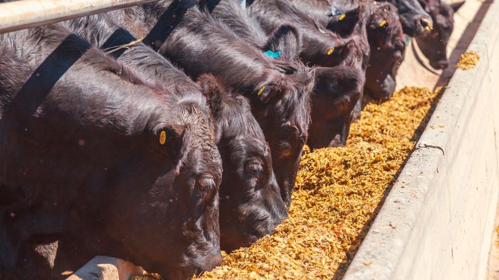 Vaches élevées en feedlots
