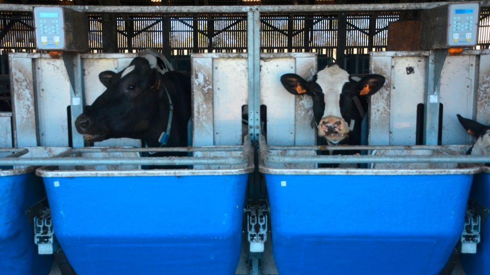 Auges peseuses à la ferme expérimentale des Trinottières