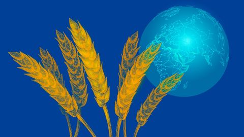 Au vu des superficies ensemencées, de l'état des cultures et des prévisions météo dans les principales régions productrices de blé dans le monde, le CIC s'attend à un record de production en 2025. Au vu des superficies ensemencées, de l'état des cultures et des prévisions météo dans les principales régions productrices de blé dans le monde, le CIC s'attend à un record de production en 2025.