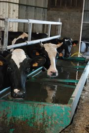 vaches laitières à l'abreuvoir