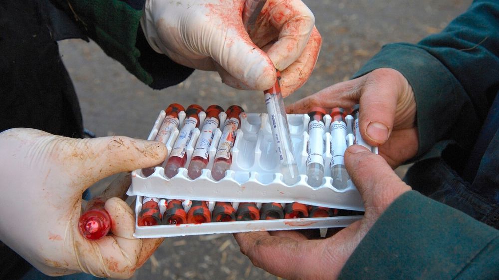 Echantillon de sang sur bovin