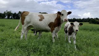 Les premières observations ont montré des niveaux de croissance élevés sur les veaux élevés par une vache nourrice.