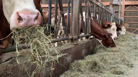 vaches laitières s'alimentant en stabulation vaches laitières s'alimentant en stabulation