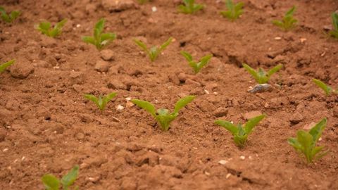 L’acquisition de Deleplanque positionne la betterave sucrière dans le top 3 des espèces du groupe RAGT.