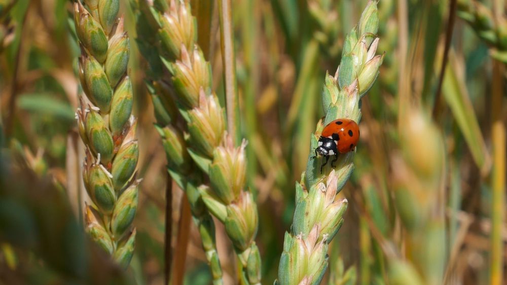En 2024, les ventes de produits de biocontrôle ont atteint 308 M€, soit une hausse de 26 % par rapport à 2023 et de 11 % par rapport à 2022.