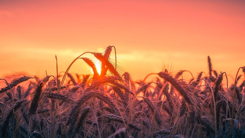 Champ de blé au coucher du soleil