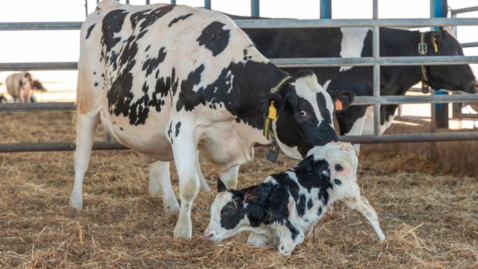 La fièvre Q est la 2ème cause infectieuse des avortements répétés en élevage. De quoi prendre cette infection au sérieux !