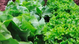 La production nationale de laitue affiche une baisse de 4 % sur un an, d'après les dernières estimations d'Agreste, le service de la statistique du ministère de l’Agriculture. La production nationale de laitue affiche une baisse de 4 % sur un an, d'après les dernières estimations d'Agreste, le service de la statistique du ministère de l’Agriculture.