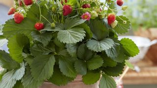 Fragaria x ananassa ‘Duch Queeny’. Fragaria x ananassa ‘Duch Queeny’.