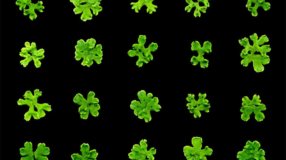 Des travaux sur plusieurs individus de Marchantia polymorpha ont permis de repérer un gène essentiel pour la colonisation terrestre des plantes.