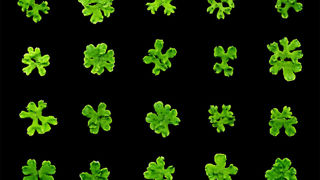 Des travaux sur plusieurs individus de Marchantia polymorpha ont permis de repérer un gène essentiel pour la colonisation terrestre des plantes. Des travaux sur plusieurs individus de Marchantia polymorpha ont permis de repérer un gène essentiel pour la colonisation terrestre des plantes.