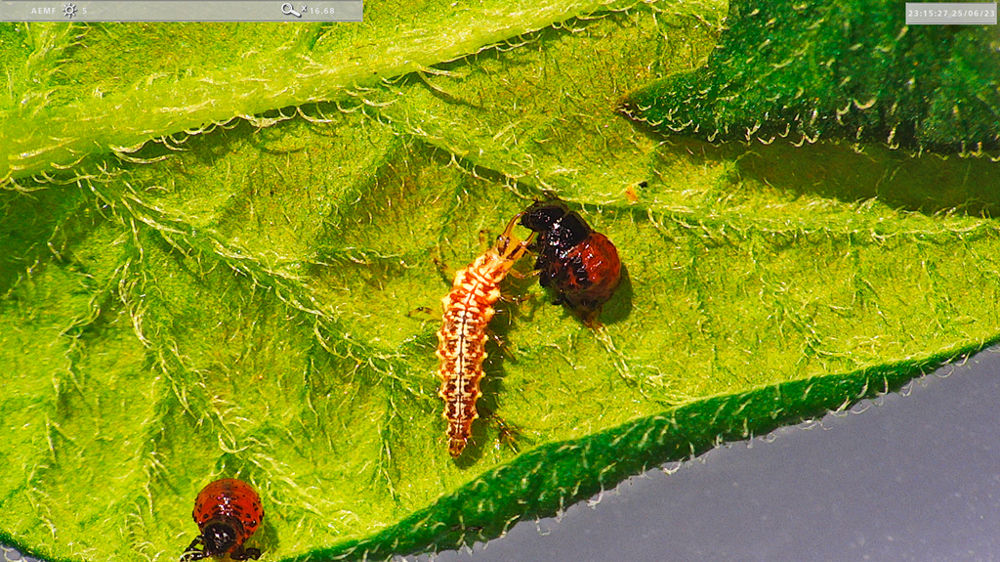 Chrysope et larve de doryphore