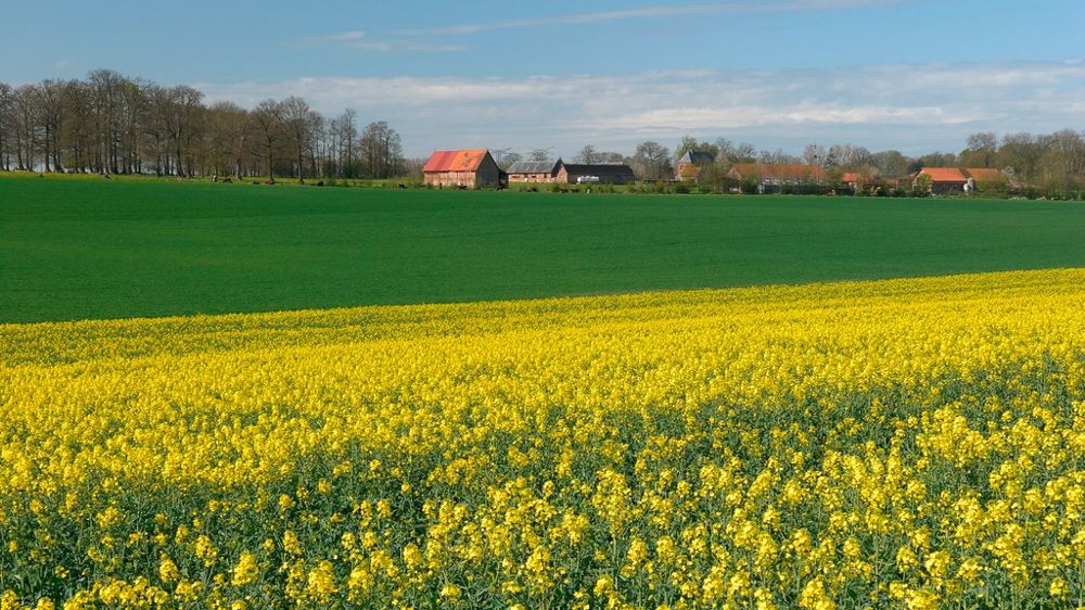 Champ de colza en fleur