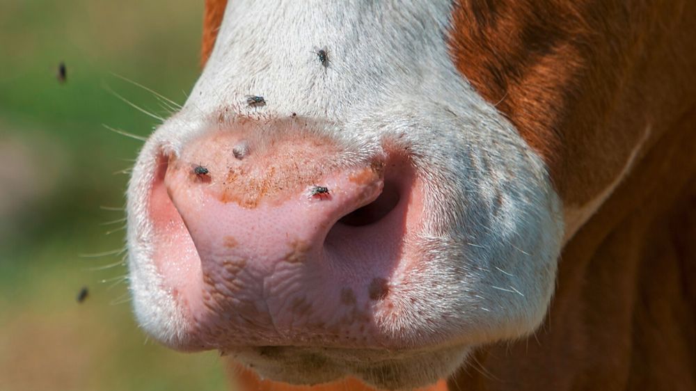 Museau de vache avec des mouches