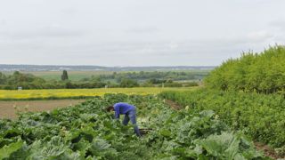 La Confédération paysanne souhaite retravailler l'aide couplée « petit maraîchage ».