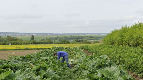 La Confédération paysanne souhaite retravailler l'aide couplée « petit maraîchage ».
