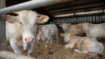Le GDS recommande un chargement de 4,5 m² par broutard afin de réduire les risques de maladie respiratoire.