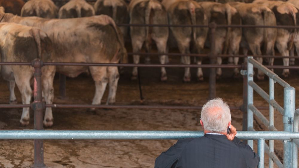 Marchand de bestiaux au téléphone